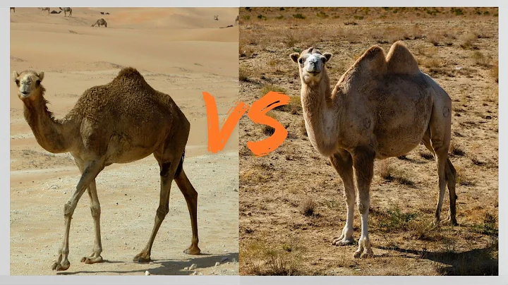 Two main types of camels! Dromedary camel and bactrian camel!