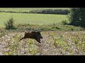 Battue aux sangliers / Sanglier filmé au drone / Breizh'Hunt