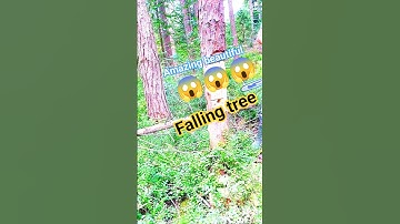 Falling tree skill chainsaw watch! #fall #wood #treecutting #wood #woodworking #treefelling #shorts