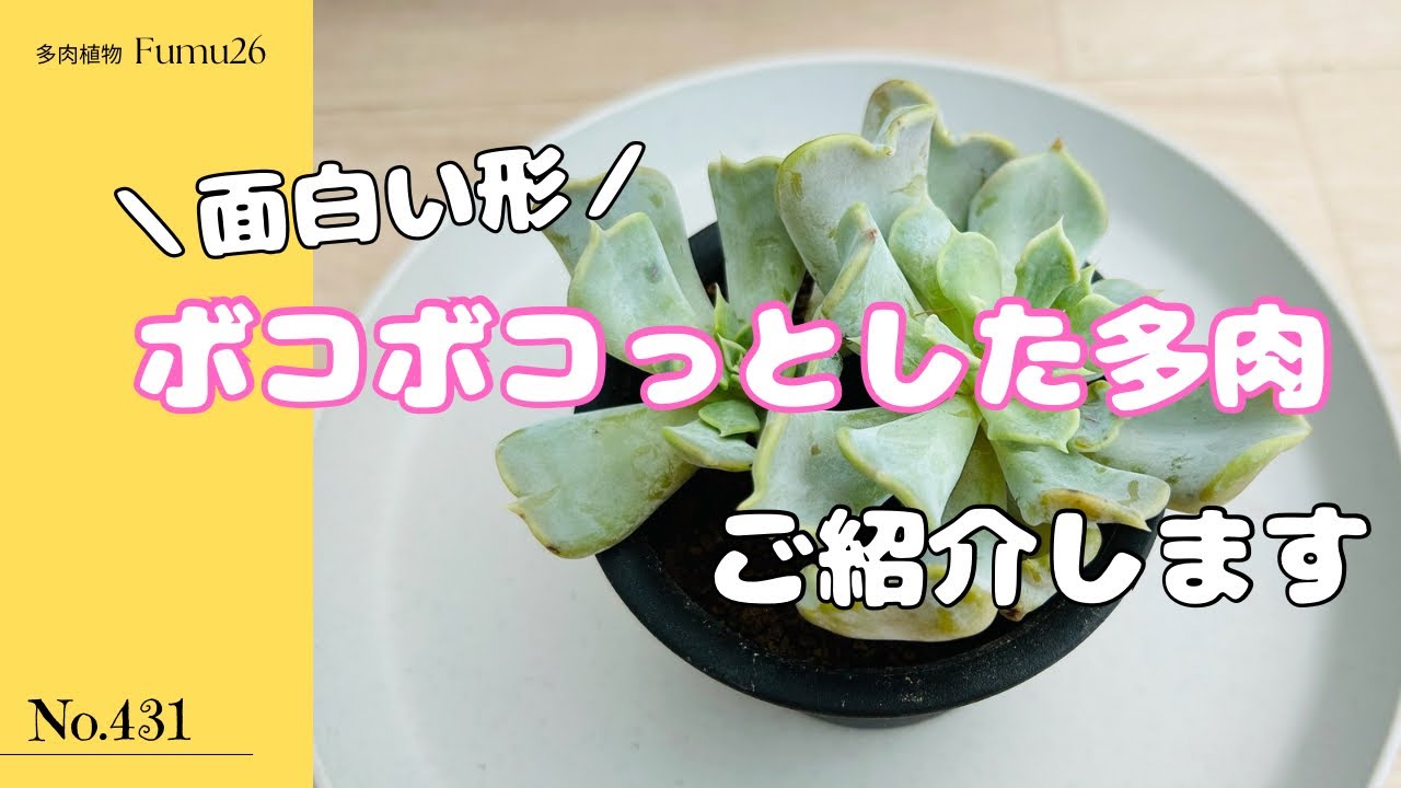 形が特徴的な多肉を仕立て直していきます❣️【多肉植物】【スリラー