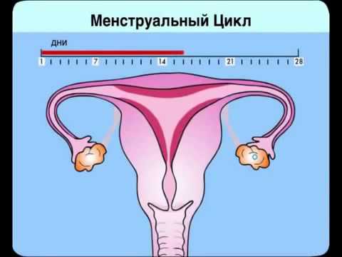менструальный цикл это надо знать чтоб родить здорового ребенка менструальный цикл это надо знать чтоб родить здорового ребенка