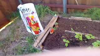 Watering my garden and my plants are growing #garden