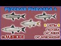 РР4 ЛАДОЖСКОЕ СИГ / РУССКАЯ РЫБАЛКА 4 ЛАДОЖСКОЕ ТРОФЕЙНАЯ ПЛОТВА / RUSSIAN FISHING 4 COMMON ROACH