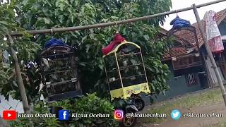 Download Lagu Masteran cendet full tembakan, plus suara alam, agar burung tak stress MP3