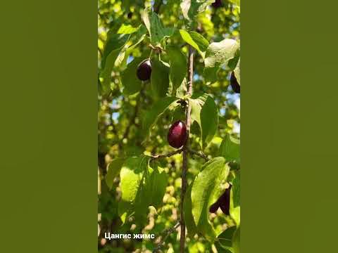 Цангис жимс - YouTube