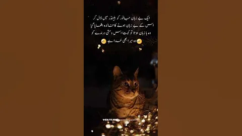 viral video of cat in blender