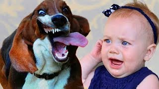 Funny Basset Hound Dog and Adorable Baby Compilation by Cheerful Doggy 7,950 views 5 years ago 3 minutes, 6 seconds