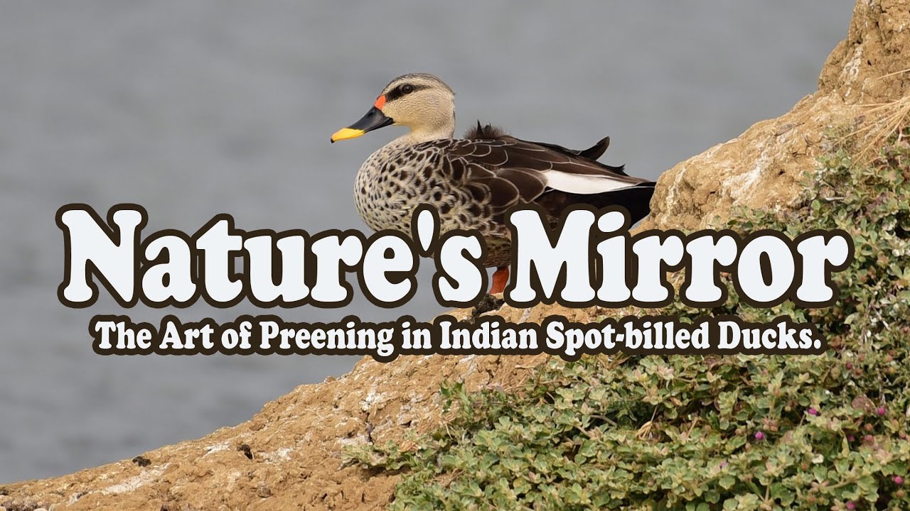 Nature's Mirror: The Art of Preening in Indian Spot-billed Ducks.
