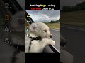 Ranking Best Dogs Loving Car Rides Clips #shorts #funny