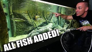 Today we add the fish back to the 2000G aquarium. 4 asian arowana and 5 freshwater stingrays!! Instagram ▻ https://www.