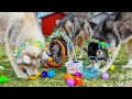 Dog easter egg hunt challenge  which of my dogs will find the most eggs 