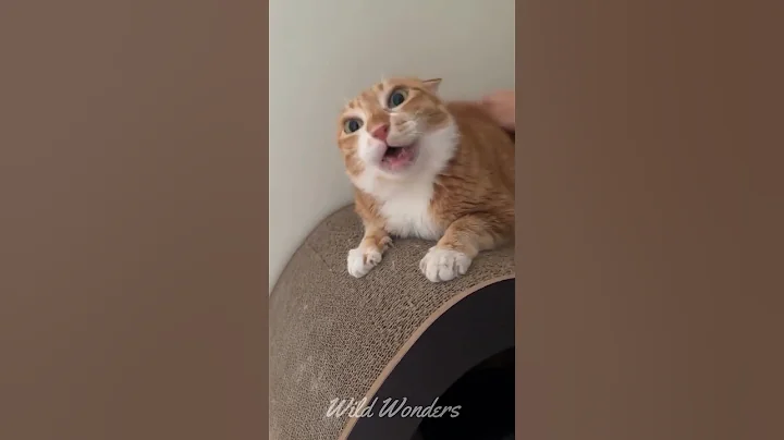 Watch the video about Funny Cat Compilation 😂 #shorts