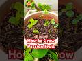 How to Grow Passion Fruit from Seeds #howtogrow #passionfruit