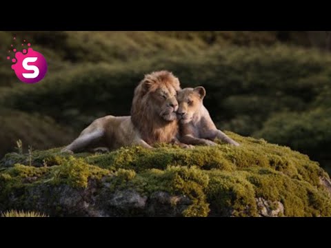 Kral Aslan | The King Lion Sinba | Whatsapp video status Durum | Aslan Videolari 2019 whatsapp icin