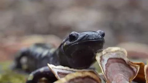Studying Spring Migration of Spotted Salamanders