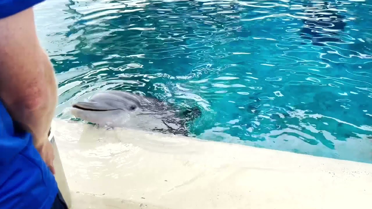 Behind the Scenes Dolphin Encounter at Sea World San Antonio YouTube