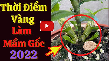 Thời Điểm Vàng Kích Mầm Gốc Hoa Lan Phi Điệp Mùa Giải 2022 || Đức Hoa Lan