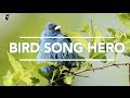 Bird song hero the song learning game for everyone