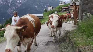 La monticazione a Costalta (San Pietro di Cadore). Adotta una mucca