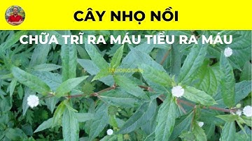 Cây Nhọ Nồi có tác dụng chữa trị bệnh gì? | Chữa Trĩ Ra Máu Tiểu Ra Máu