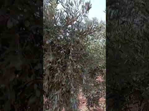 زيتون حنبلاسي صوراني زراعة