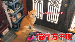 みんなが猫大捜索をしていた間、柴犬は