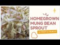 How to Grow Sprout Munggo Bean So Fresh and Crunchy at Home | Paano ang Paggawa ng Togue #tipidulam