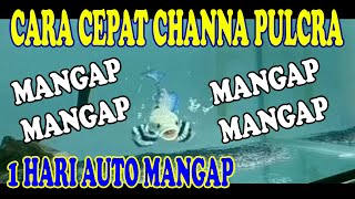 1 HARI AUTO MANGAP 😎 CARA CEPAT MEMBUAT CHANNA PULCRA MANGAP MANGAP