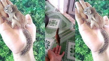 Thuần sóc đất như thế nào để quấn chủ kêu là lại