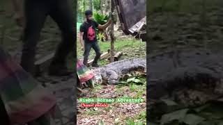 Download Mp3 Akhirnya Buaya pemangsanya berhasil Himba Tangkap‼️ #crocodile #penangkapanbuaya #buayaliar Gudang lagu Download Mp3 Akhirnya Buaya pemangsanya berhasil Himba Tangkap‼️ #crocodile #penangkapanbuaya #buayaliar