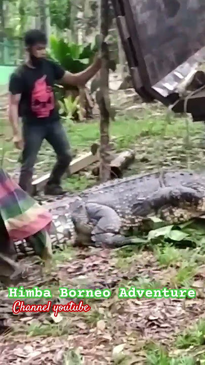 Akhirnya Buaya pemangsanya berhasil Himba Tangkap‼️ #crocodile #penangkapanbuaya #buayaliar