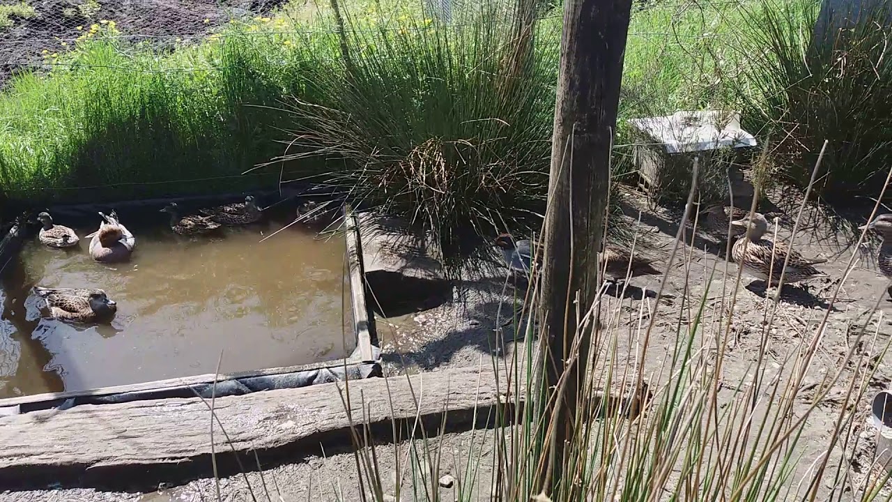 Parc a repro biganons +1 couple chipeau et siffleur de chasse(2018)