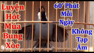 Khướu Bạc Má Luyện Hót Múa Bung Xòe 60