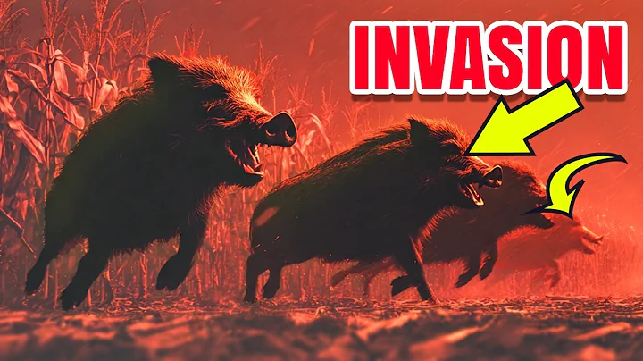 The Genius Trap Ending Texas’ Wild Boar Invasion