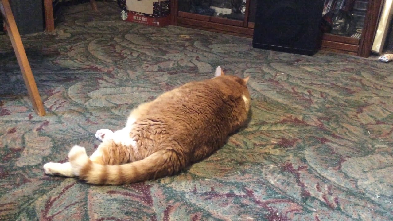 Cat reacting to noise YouTube