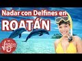 Roatan Honduras Nadar con Delfines