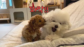 Deokseon, an angel who looks after a mischievous baby puppy. by 순덕순덕 15,190 views 9 months ago 2 minutes, 29 seconds
