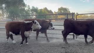 Weaned steers Glenellen p/co