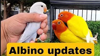 albino lovebirds updates | breeding business