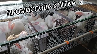 КЛІТКА ПРОМИСЛОВА ВІДКОРМ  З ОЦИНКОВАНОЇ СІТКИ ДЛЯ КРОЛІВ🐇РОБЛЮ З ПІДРУЧНИХ ІНСТРУМЕНТІВ ДЕШЕВО