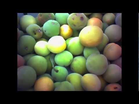 Quadron - Average Fruit