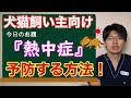 ホントに危険すぎる！犬猫の熱中症についてのお話【小動物獣医師のお話 Vol.32】