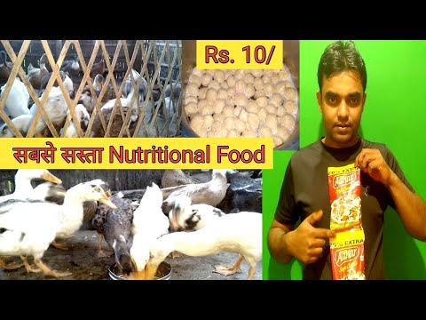 Video: How To Feed The Indo-duck