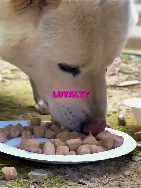 यह कुतिया महीनों से गर्भवती लग रही थी 😢🐾 (📷 क्रिटर क्लब) #शॉर्ट्स #कुत्ता #पिल्ला