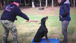 Mastering The Art of Attention in Dog Training With Aggressive Doberman.