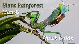 Giant Rainforest Mantis  Quick Guide