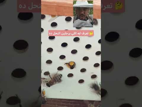اكسبلور يقوي نباتي تنعيم الرحمن عسل دايت  بحر قمر