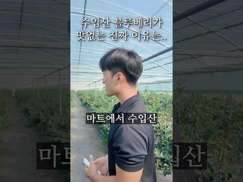 '블루베리' 맛은 국산이 압도적입니다 thumbnail
