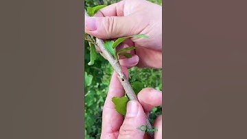 Kéo ghép cành đa năng #xuhuong #youtubeshorts #youtube