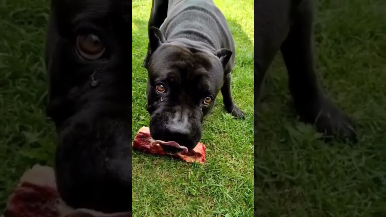 This dog showing his aggression 😠 for food 🍖 || Cane Corso 🔥🐾